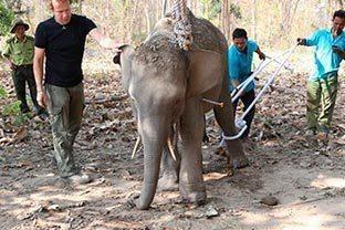 Los ultimos elefantes salvajes de vietnam