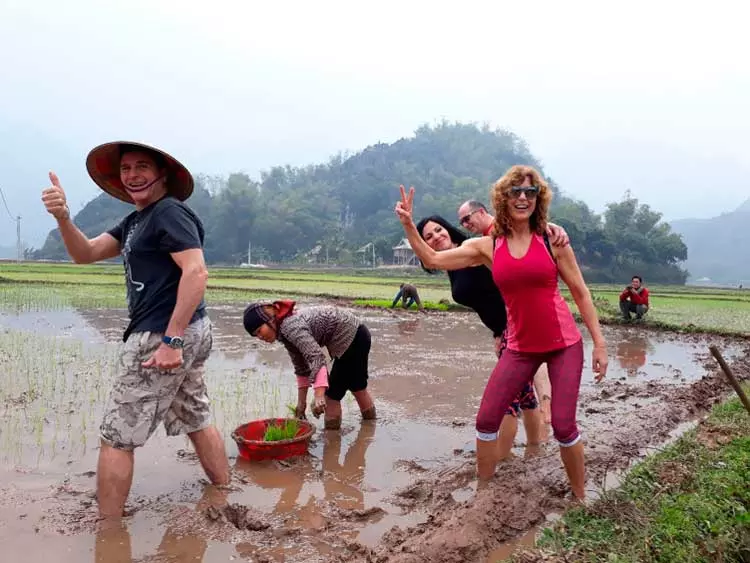 recolección de arroz en Mai Chau