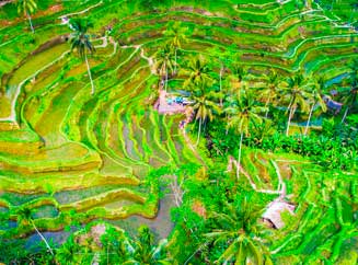 terrazas de arroz en Ubud