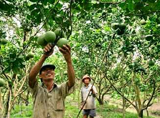 frutales en el Delta del Mekong 
